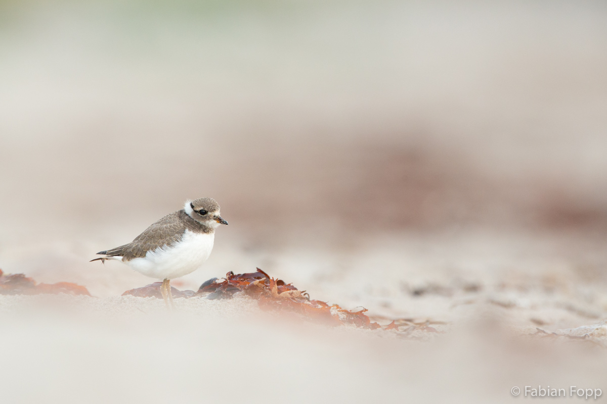 Junger Sandregenpfeifer