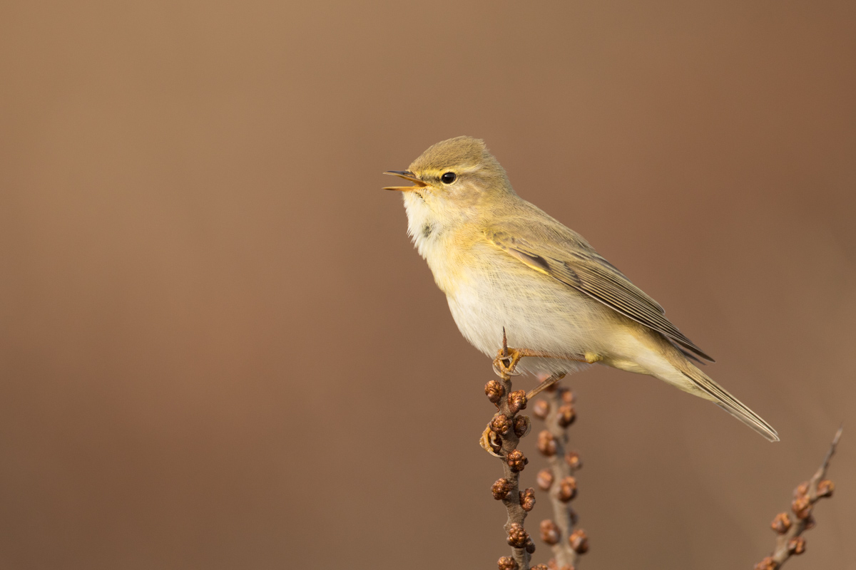 Fitis (5D IV + EF 500)