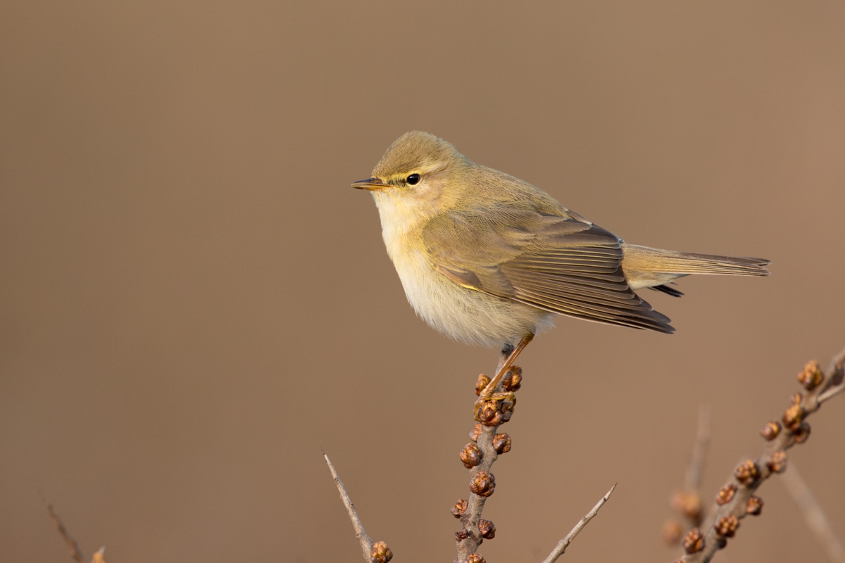 Fitis (5D IV + EF 500)